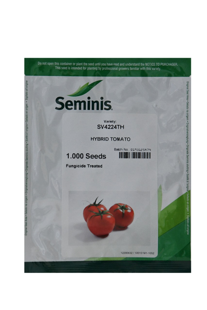 HYBRID TOMATO
